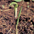  Jack In The Pulpit