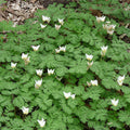  Dutchman's Breeches