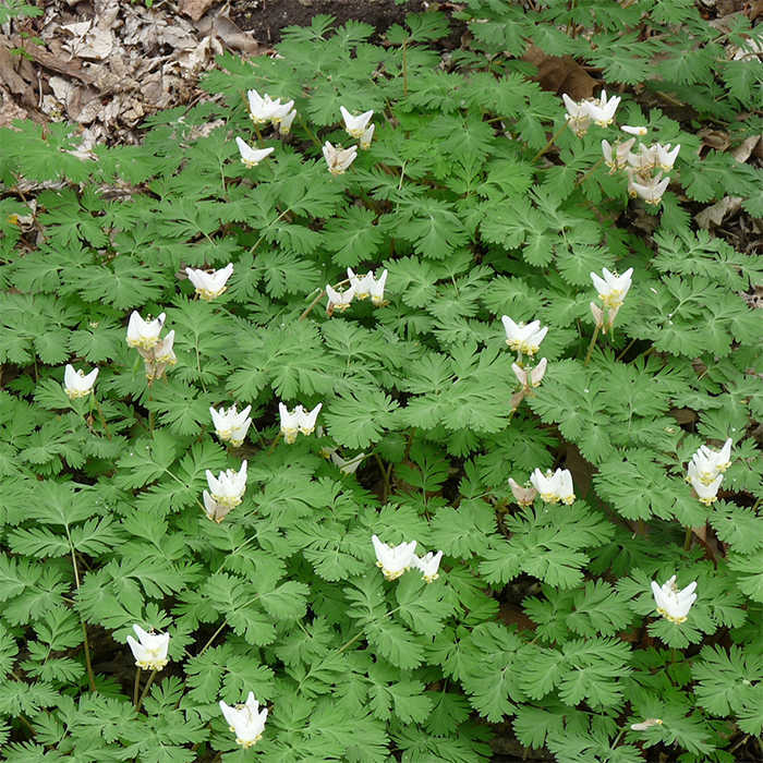  Dutchman's Breeches