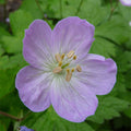  Wild Geranium