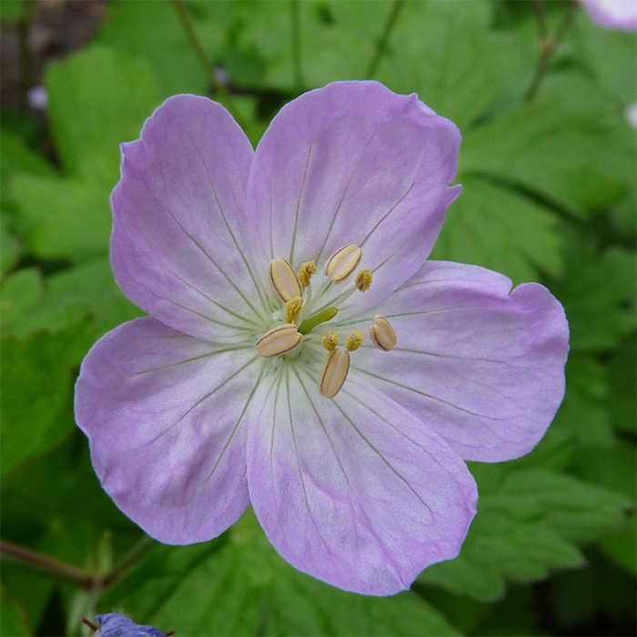  Wild Geranium