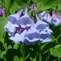  Virginia Bluebells
