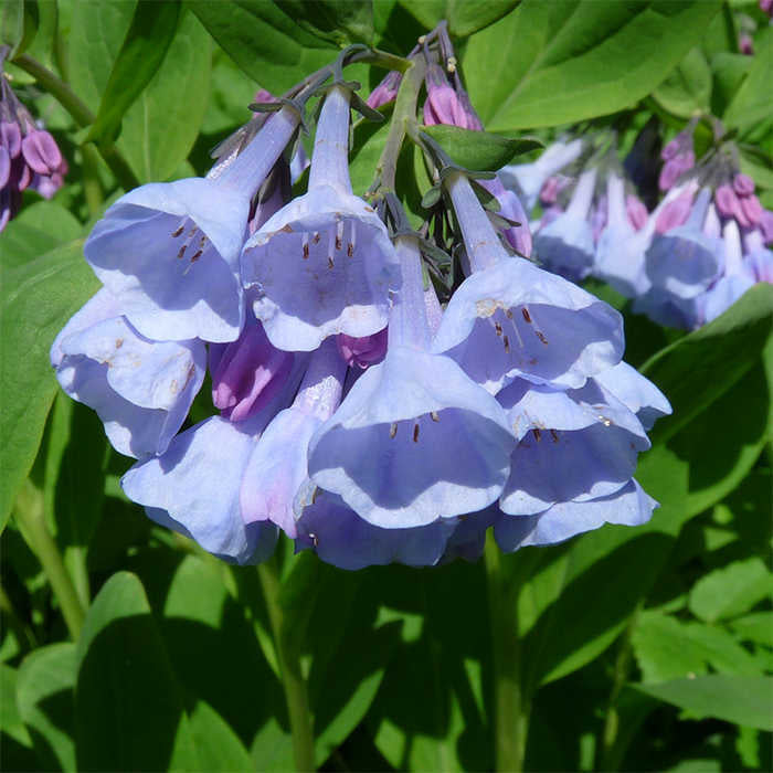  Virginia Bluebells
