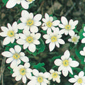  Bloodroot