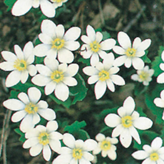  Bloodroot