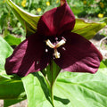  Purple Trillium