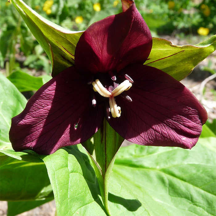  Purple Trillium