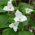  White Trillium