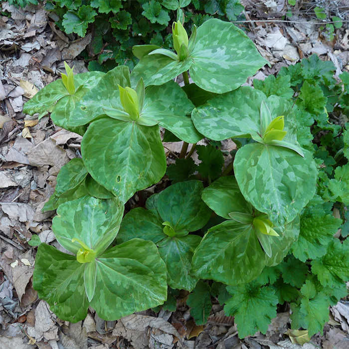  Yellow Trillium