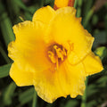  Stella De Oro Daylily