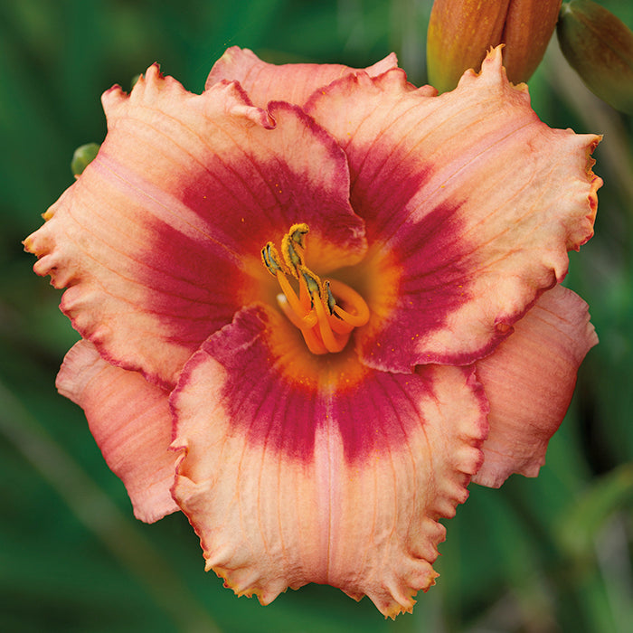  Strawberry Candy Daylily