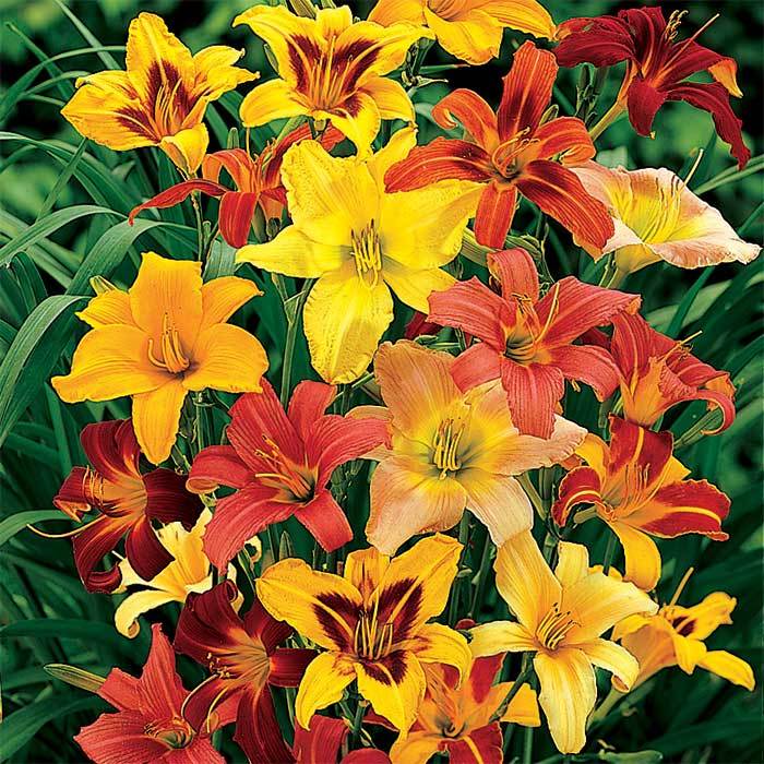  Color Wheel Daylily Mix
