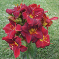  Ravishing Red Daylily Mix