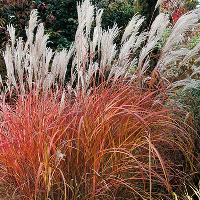  Fire Dragon Maiden Grass