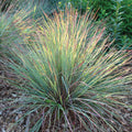  Standing Ovation Little Bluestem