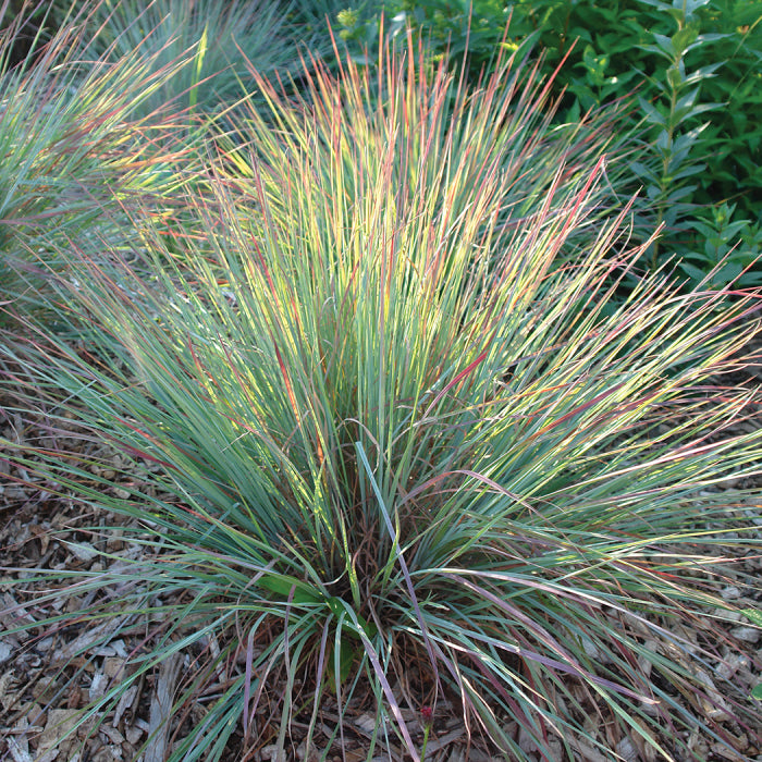  Standing Ovation Little Bluestem