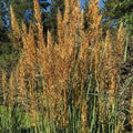  Golden Sunset&trade; Yellow Prairie Grass