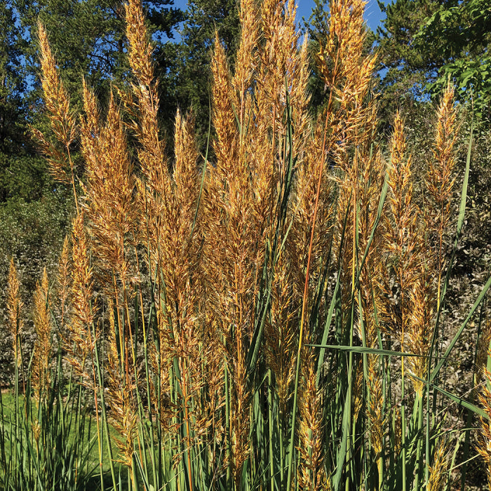  Golden Sunset&trade; Yellow Prairie Grass