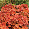  Northern Exposure&trade; Amber Heuchera