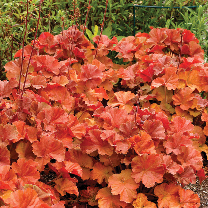  Northern Exposure&trade; Amber Heuchera