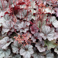  Northern Exposure&trade; Silver Heuchera