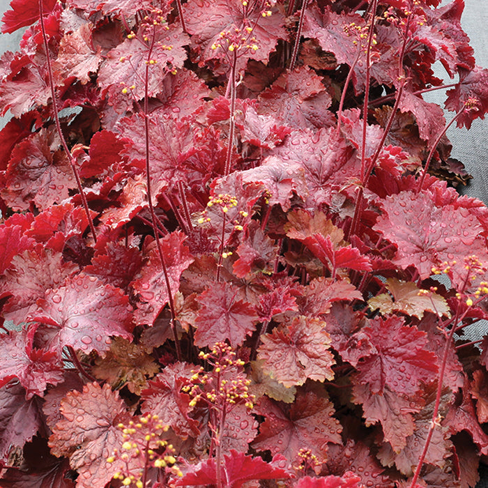  Northern Exposure&trade; Red Heuchera