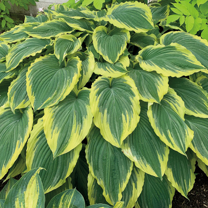  Drop-Dead Gorgeous Hosta