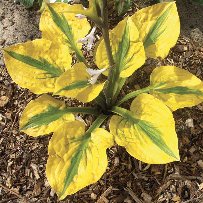  Glad Rags Hosta