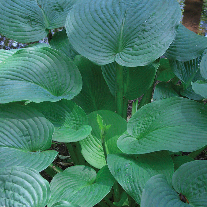  Jurassic Park Hosta