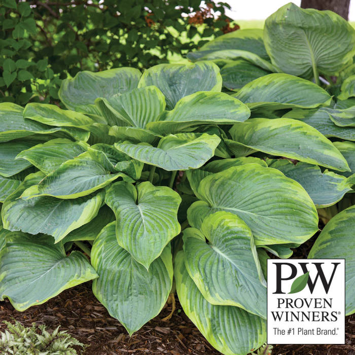  Wu-La-La Hosta