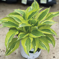  Yellow Polka Dot Bikini Hosta