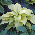  Dancing Queen Hosta