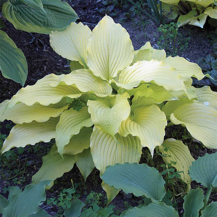  Dancing Queen Hosta