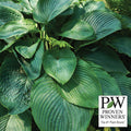  Empress Wu Hosta