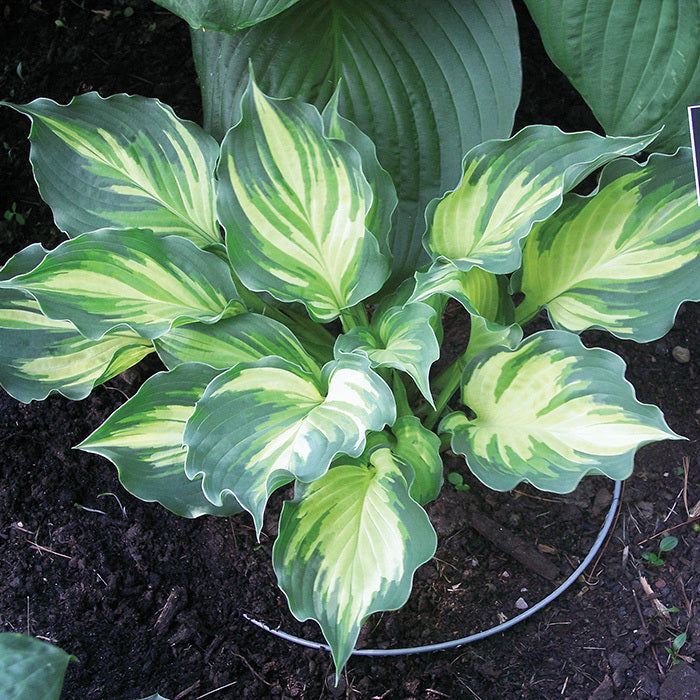  Lakeside Paisley Print Hosta