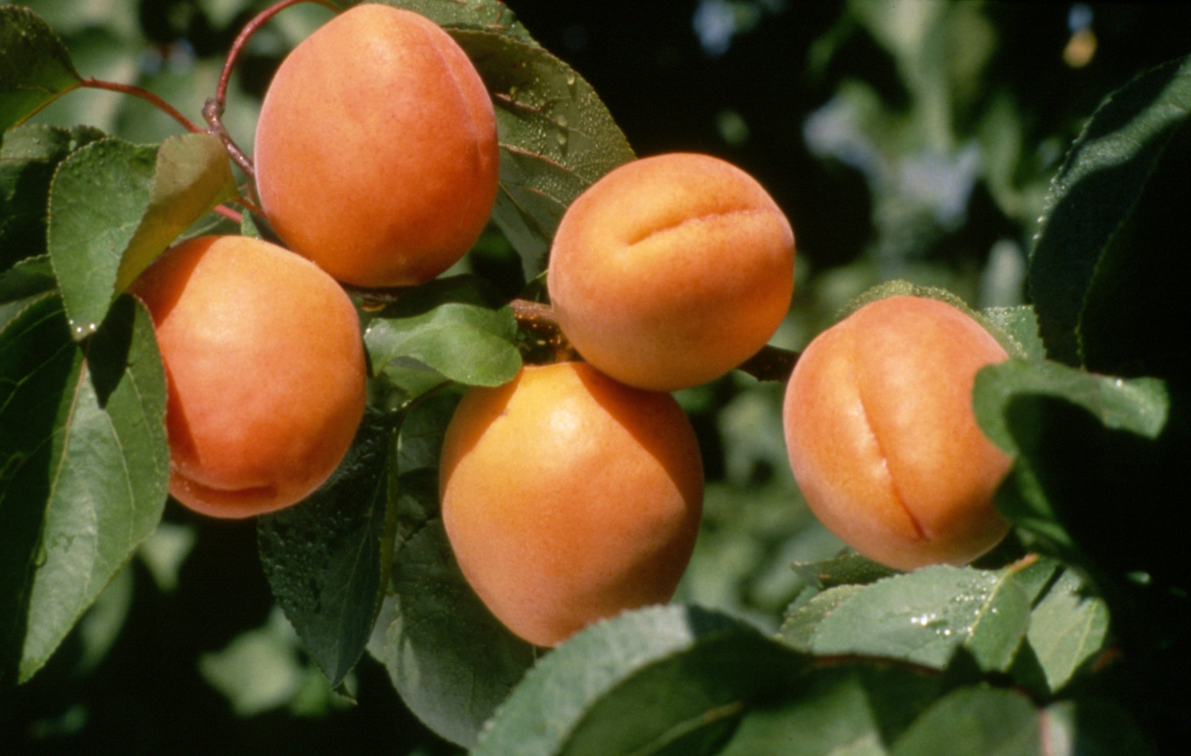  Chinese Apricot