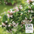  Sweet Emotion&reg; Abelia