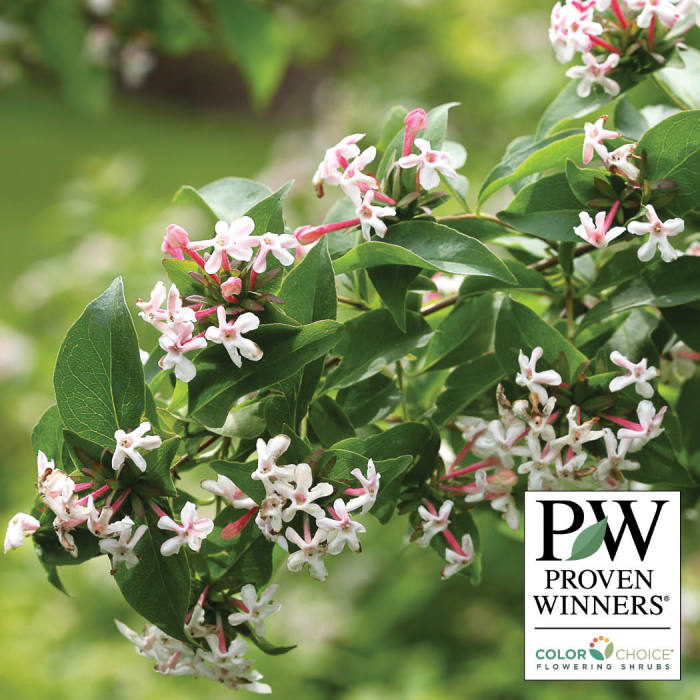  Sweet Emotion&reg; Abelia
