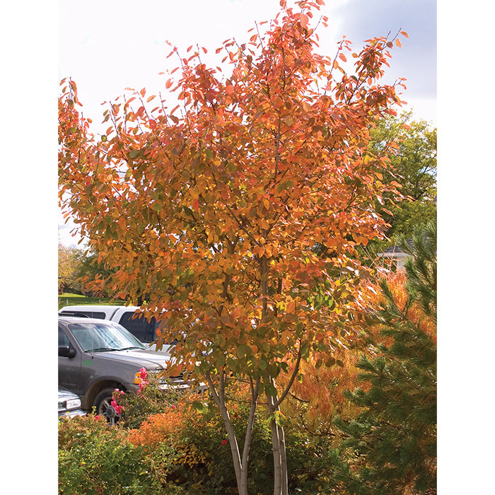  Autumn Brilliance Serviceberry