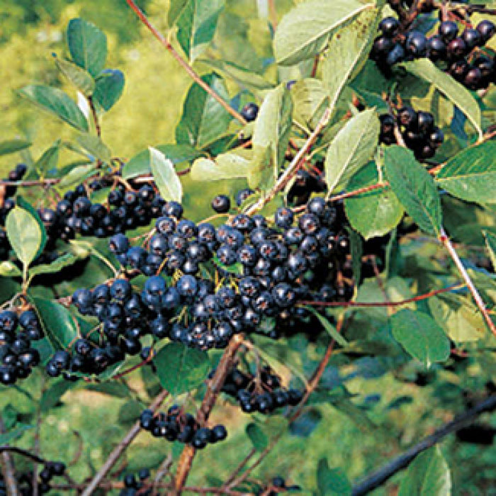  Nero Aronia