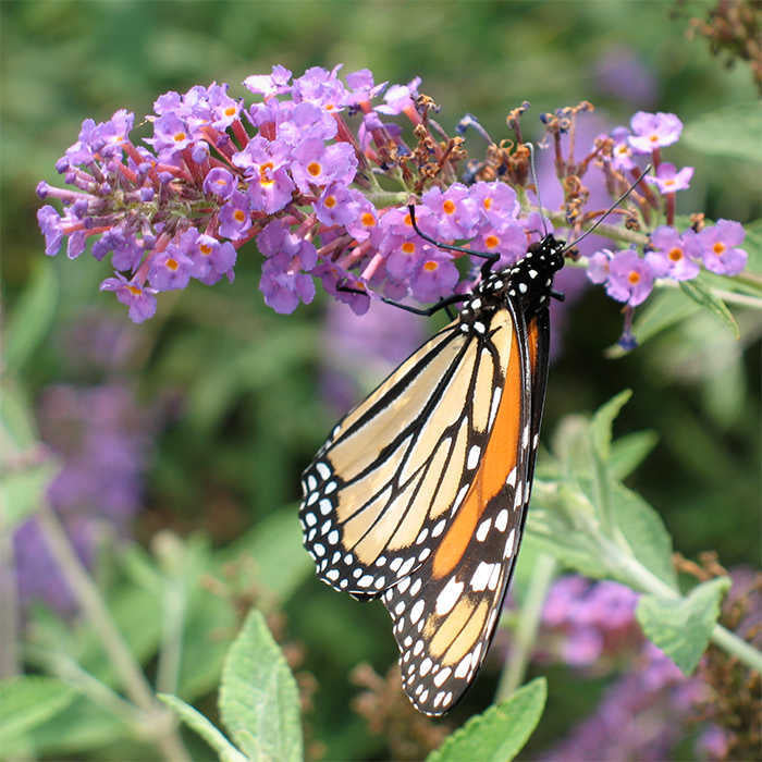  Nanho Blue Butterfly Bush