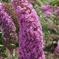  Pink Charming Butterfly Bush