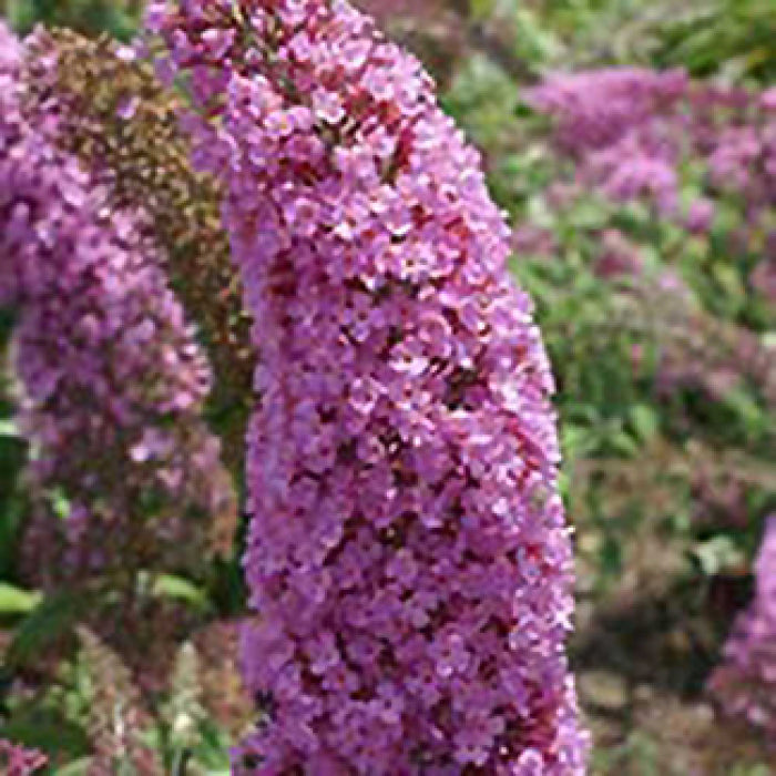  Pink Charming Butterfly Bush