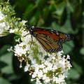  White Profusion Butterfly Bush