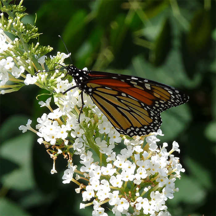 White Profusion Butterfly Bush