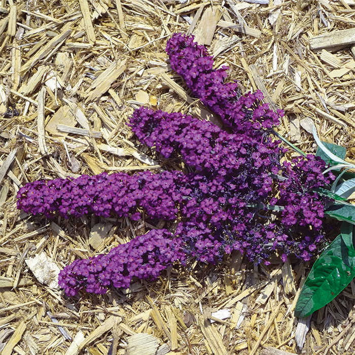  Royal Red Butterfly Bush