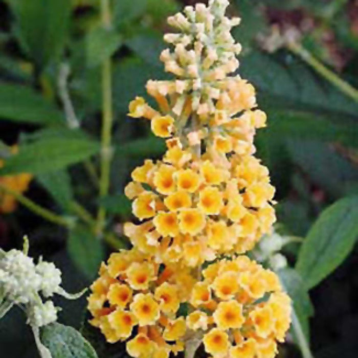  Honeycomb Butterfly Bush