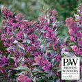  Pearl Glam&reg; Beautyberry