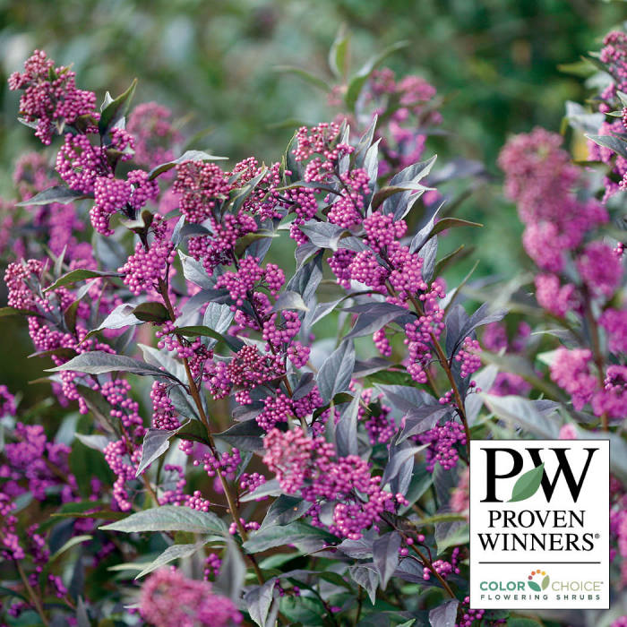  Pearl Glam&reg; Beautyberry