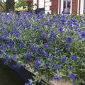  Sapphire Surf&trade; Bluebeard